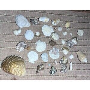 Assorted Mixed Seashells Sea Shells From Cozumel